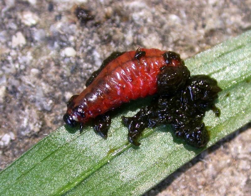 Larva di Lilioceris lilii